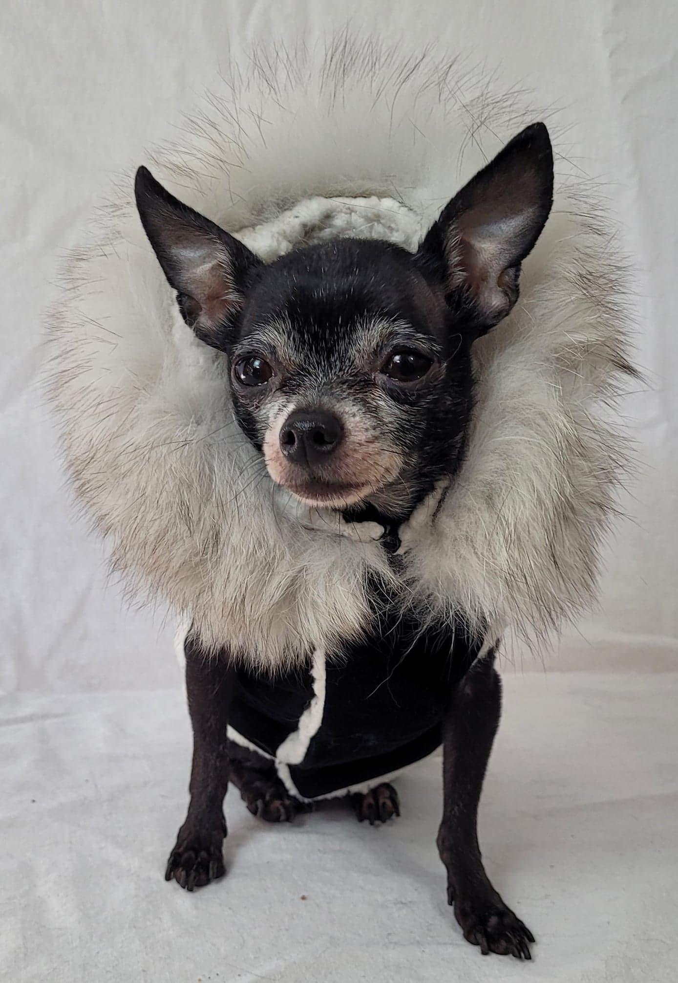 manteau chien - Isadora & Cie